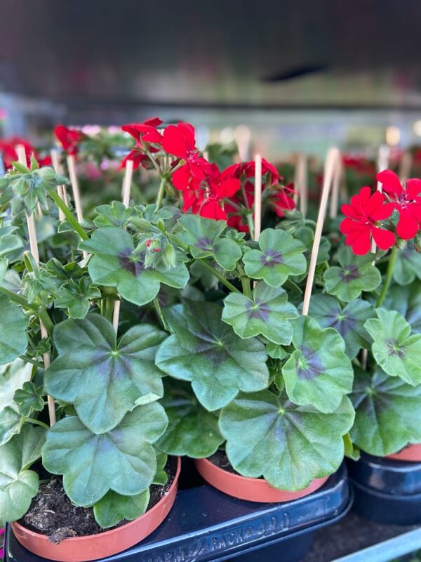 Hang rood geraniums