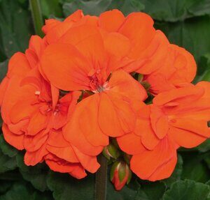 Oranje geraniums